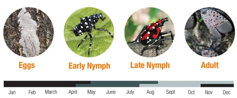 spotted lanterfly life cycle image