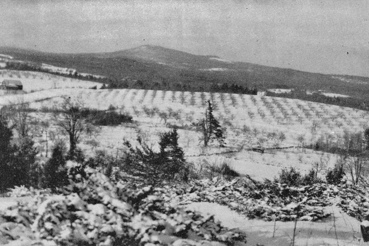 view from Leighton's Hill featuring apple orchard with Mt. Monadnock in background