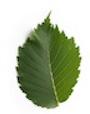 Princeton Elm leaf