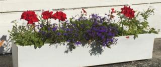 planter box with geraniums